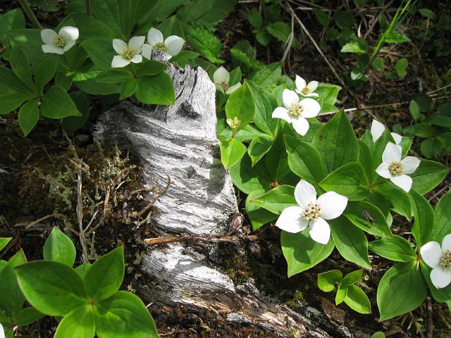 Canadian Rockies-145.JPG - Dwarf Dogwood/Trail to Laughing Falls